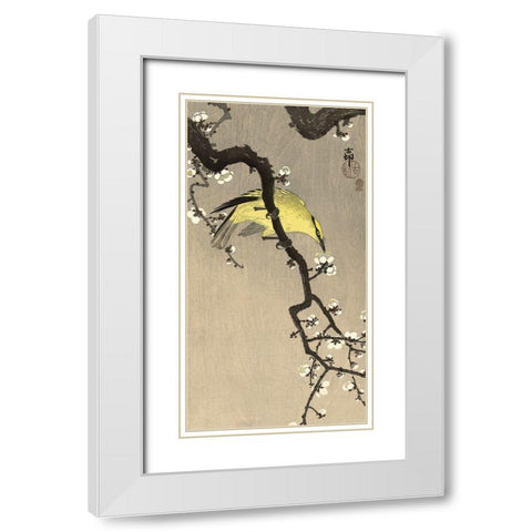 Chinese Wielewaal on Plum Blossom Branch, 1900-1910 White Modern Wood Framed Art Print with Double Matting by Koson, Ohara