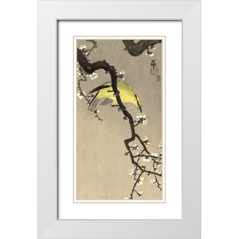 Chinese Wielewaal on Plum Blossom Branch, 1900-1910 White Modern Wood Framed Art Print with Double Matting by Koson, Ohara