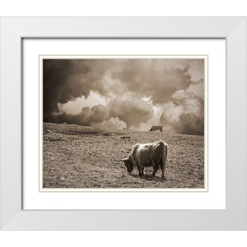 Scottish Highland Cattle No. 1 White Modern Wood Framed Art Print with Double Matting by Ryan, Brooke T.