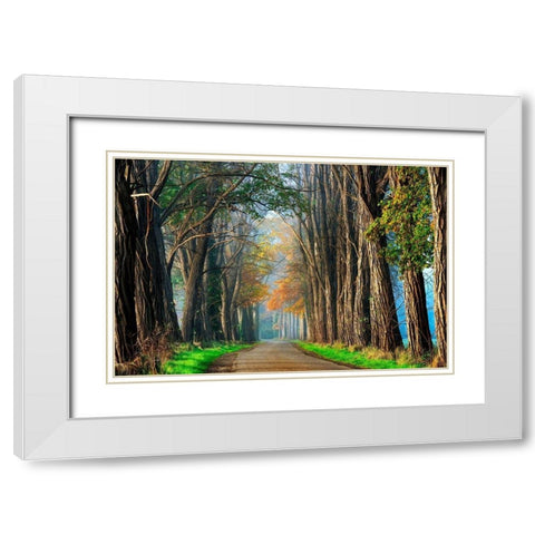 Acacias in Autumn White Modern Wood Framed Art Print with Double Matting by Van de Goor, Lars