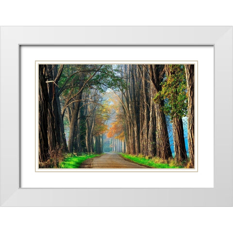 Acacias in Autumn White Modern Wood Framed Art Print with Double Matting by Van de Goor, Lars