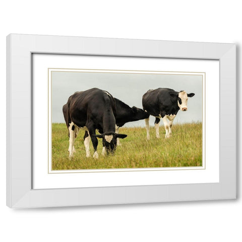 Country Cows White Modern Wood Framed Art Print with Double Matting by Amos, Andy