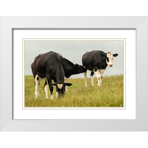 Country Cows White Modern Wood Framed Art Print with Double Matting by Amos, Andy