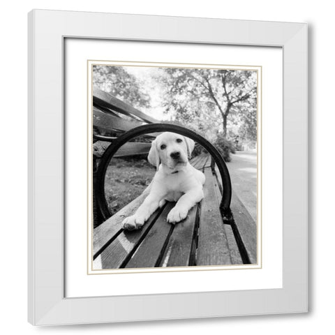 Never Doubt That You Can White Modern Wood Framed Art Print with Double Matting by Dratfield, Jim