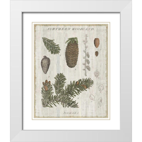 Woodland Chart IV White Modern Wood Framed Art Print with Double Matting by Schlabach, Sue