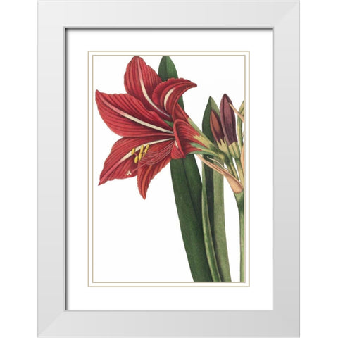 Botanique I no Words White Modern Wood Framed Art Print with Double Matting by Wild Apple Portfolio