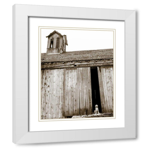 Barnyard Dog White Modern Wood Framed Art Print with Double Matting by Dratfield, Jim