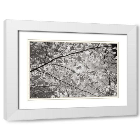 Foliage II White Modern Wood Framed Art Print with Double Matting by Majchrowicz, Alan