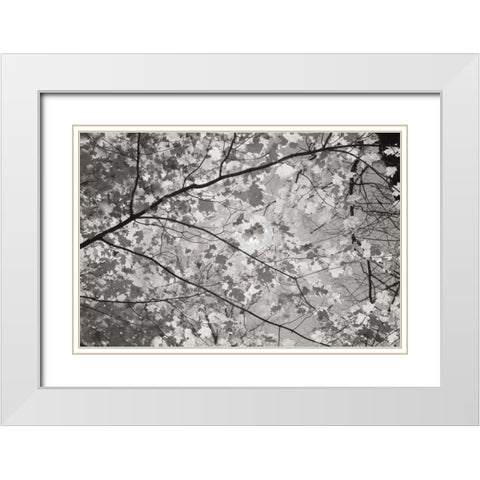 Foliage II White Modern Wood Framed Art Print with Double Matting by Majchrowicz, Alan