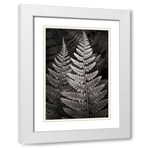 Lady Fern I White Modern Wood Framed Art Print with Double Matting by Audit, Lisa