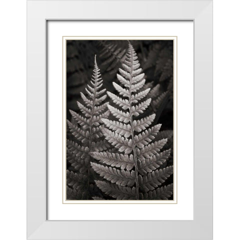 Lady Fern I White Modern Wood Framed Art Print with Double Matting by Audit, Lisa