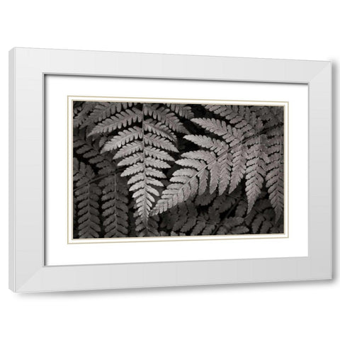 Lady Fern II White Modern Wood Framed Art Print with Double Matting by Audit, Lisa