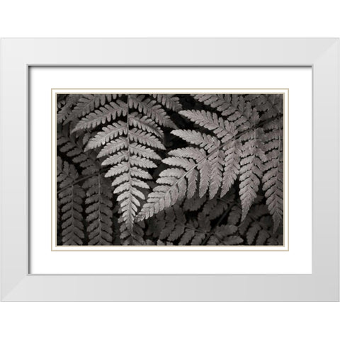 Lady Fern II White Modern Wood Framed Art Print with Double Matting by Audit, Lisa