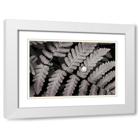 Oak Fern White Modern Wood Framed Art Print with Double Matting by Audit, Lisa