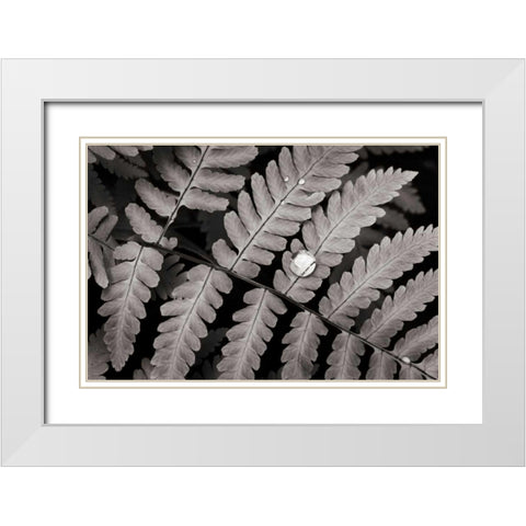 Oak Fern White Modern Wood Framed Art Print with Double Matting by Audit, Lisa