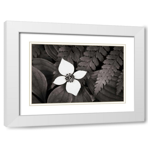 Bunchberry and Ferns I BW White Modern Wood Framed Art Print with Double Matting by Audit, Lisa