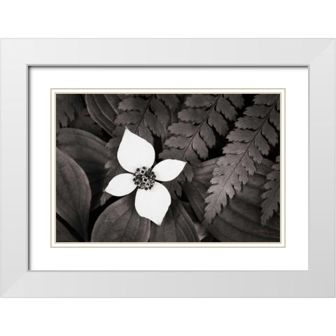 Bunchberry and Ferns I BW White Modern Wood Framed Art Print with Double Matting by Audit, Lisa