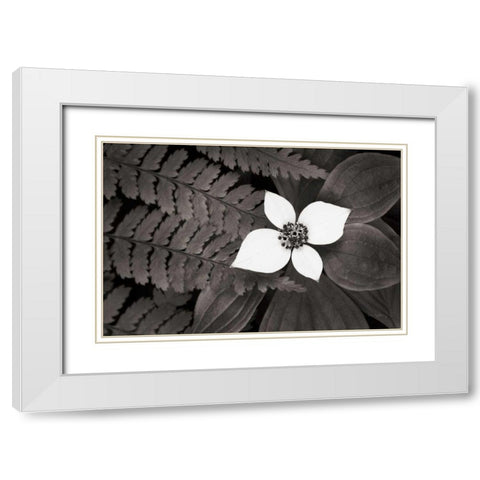 Bunchberry and Ferns II BW White Modern Wood Framed Art Print with Double Matting by Audit, Lisa