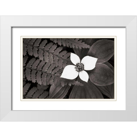 Bunchberry and Ferns II BW White Modern Wood Framed Art Print with Double Matting by Audit, Lisa