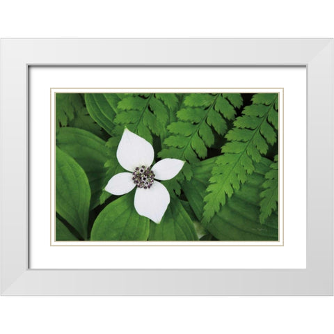 Bunchberry and Ferns I color White Modern Wood Framed Art Print with Double Matting by Audit, Lisa