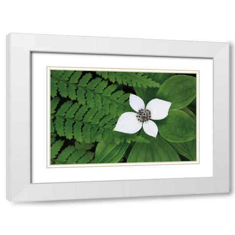 Bunchberry and Ferns II color White Modern Wood Framed Art Print with Double Matting by Audit, Lisa