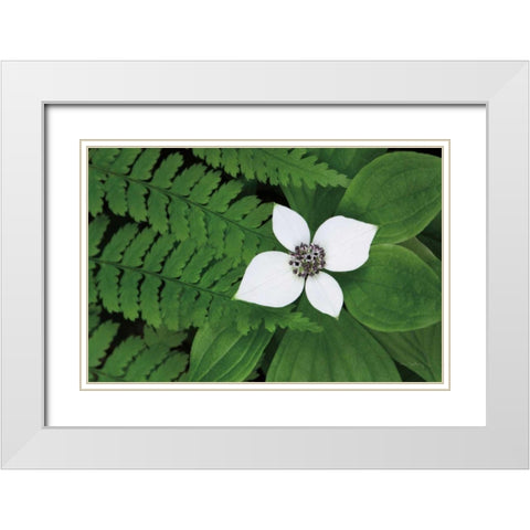 Bunchberry and Ferns II color White Modern Wood Framed Art Print with Double Matting by Audit, Lisa