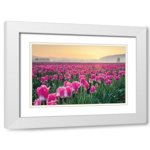 Skagit Valley Tulips I White Modern Wood Framed Art Print with Double Matting by Audit, Lisa