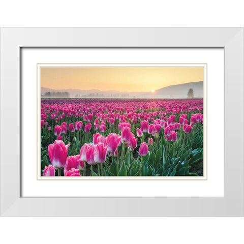 Skagit Valley Tulips I White Modern Wood Framed Art Print with Double Matting by Audit, Lisa