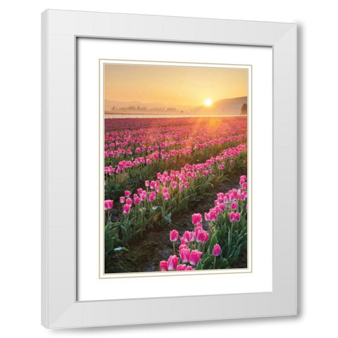 Skagit Valley Tulips II White Modern Wood Framed Art Print with Double Matting by Audit, Lisa