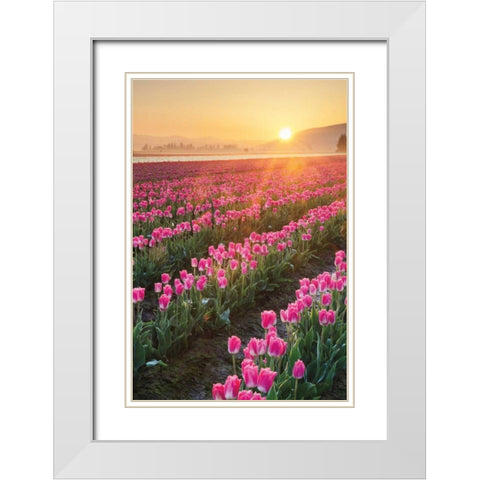 Skagit Valley Tulips II White Modern Wood Framed Art Print with Double Matting by Audit, Lisa