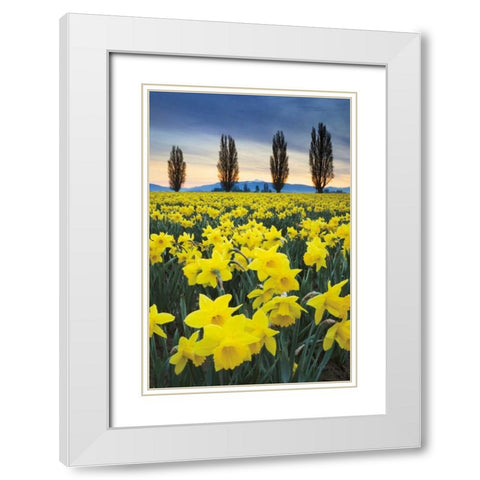 Skagit Valley Daffodils I White Modern Wood Framed Art Print with Double Matting by Audit, Lisa