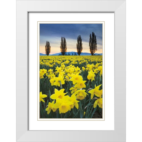 Skagit Valley Daffodils I White Modern Wood Framed Art Print with Double Matting by Audit, Lisa