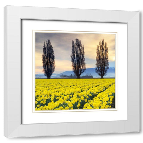 Skagit Valley Daffodils II White Modern Wood Framed Art Print with Double Matting by Audit, Lisa