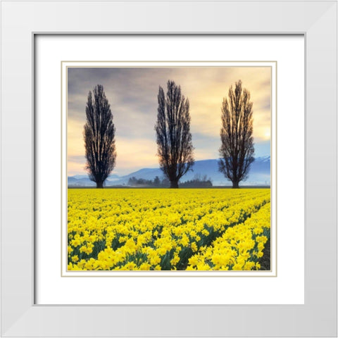 Skagit Valley Daffodils II White Modern Wood Framed Art Print with Double Matting by Audit, Lisa