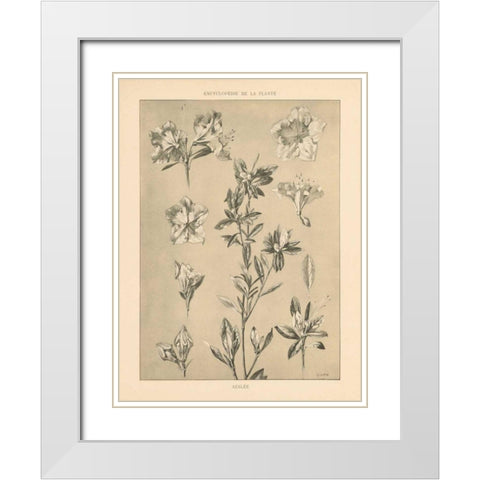 Lithograph Florals I White Modern Wood Framed Art Print with Double Matting by Wild Apple Portfolio