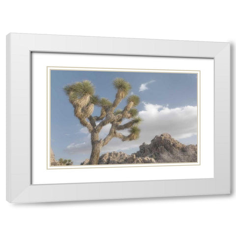 Joshua Tree National Park III White Modern Wood Framed Art Print with Double Matting by Majchrowicz, Alan