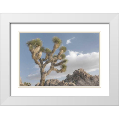 Joshua Tree National Park III White Modern Wood Framed Art Print with Double Matting by Majchrowicz, Alan