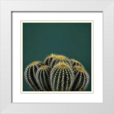 Cacti I White Modern Wood Framed Art Print with Double Matting by Eichman, Andre