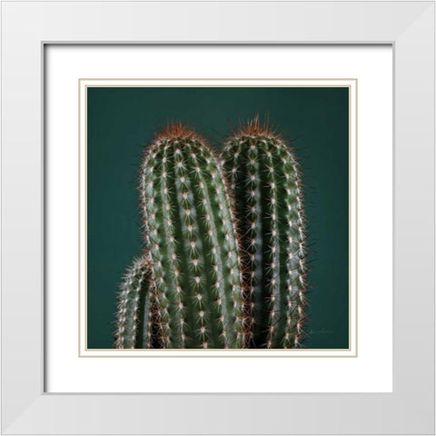 Cacti V White Modern Wood Framed Art Print with Double Matting by Eichman, Andre