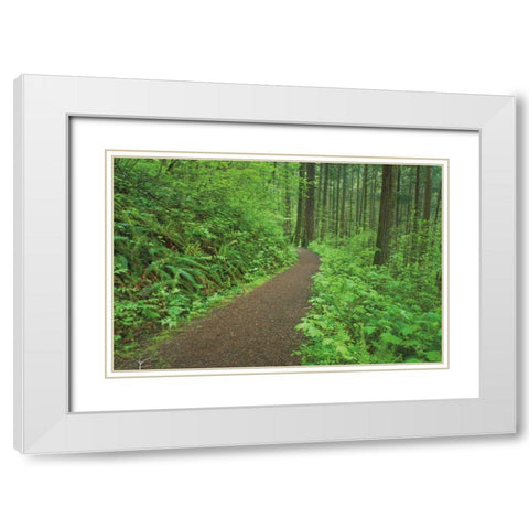 Hiking Trail in Columbia River Gorge I White Modern Wood Framed Art Print with Double Matting by Majchrowicz, Alan