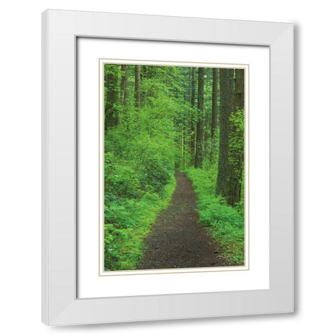 Hiking Trail in Columbia River Gorge II White Modern Wood Framed Art Print with Double Matting by Majchrowicz, Alan