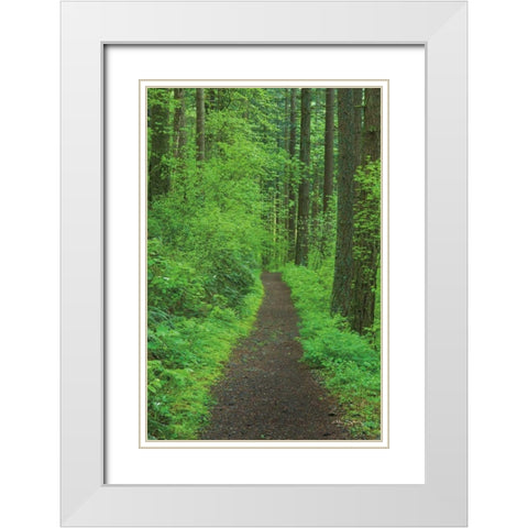 Hiking Trail in Columbia River Gorge II White Modern Wood Framed Art Print with Double Matting by Majchrowicz, Alan