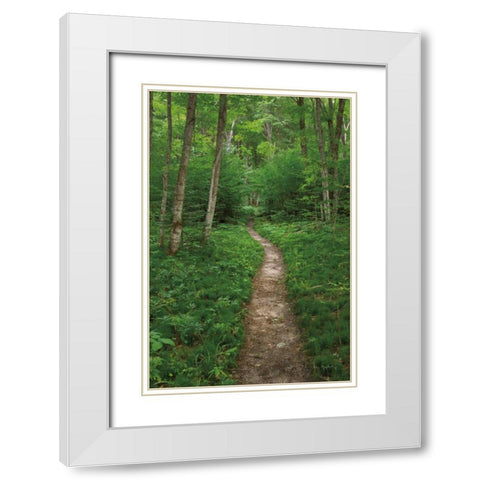 North Country Trail White Modern Wood Framed Art Print with Double Matting by Majchrowicz, Alan
