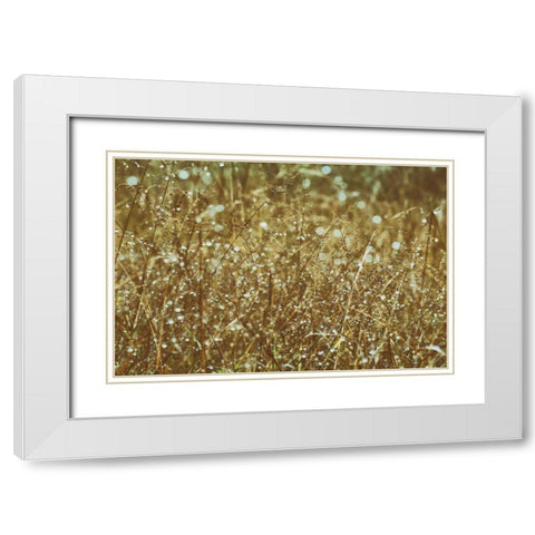 Dew on Grasses White Modern Wood Framed Art Print with Double Matting by Aledanda