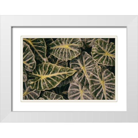 Greenery Abounds White Modern Wood Framed Art Print with Double Matting by Aledanda