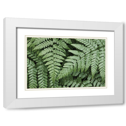 Lady Ferns II Color White Modern Wood Framed Art Print with Double Matting by Majchrowicz, Alan