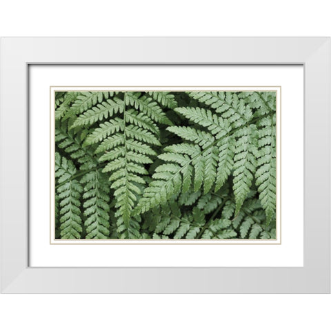 Lady Ferns II Color White Modern Wood Framed Art Print with Double Matting by Majchrowicz, Alan