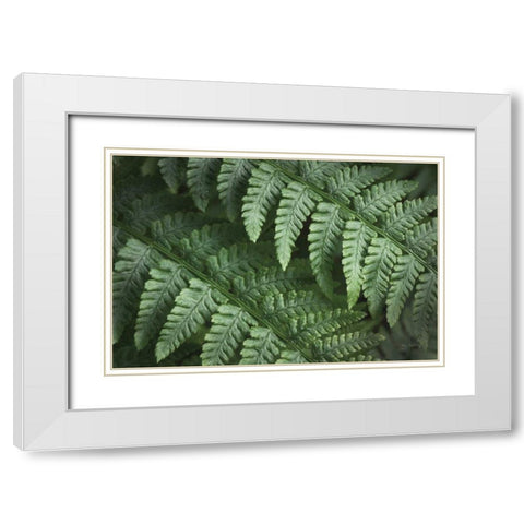 Lady Ferns III Color White Modern Wood Framed Art Print with Double Matting by Majchrowicz, Alan