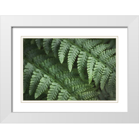 Lady Ferns III Color White Modern Wood Framed Art Print with Double Matting by Majchrowicz, Alan