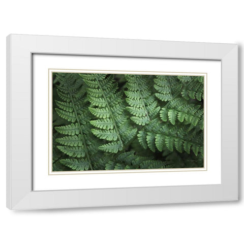 Lady Ferns IV Color White Modern Wood Framed Art Print with Double Matting by Majchrowicz, Alan